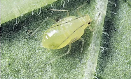 Pulgón de la Lechuga