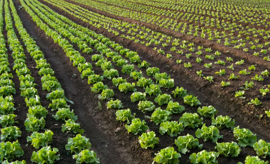 Estrategia Bayer Hortícolas