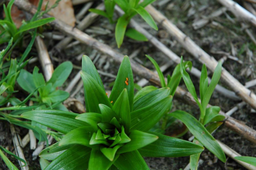 Lily Beetle