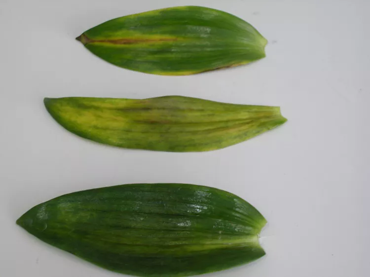Lily Mottle Virus