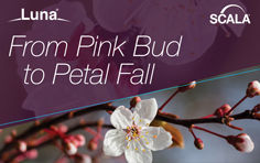 Luna Scala - From Pink Bud to Petal Fall