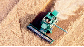 Overview shot of a soybean field being combined. 