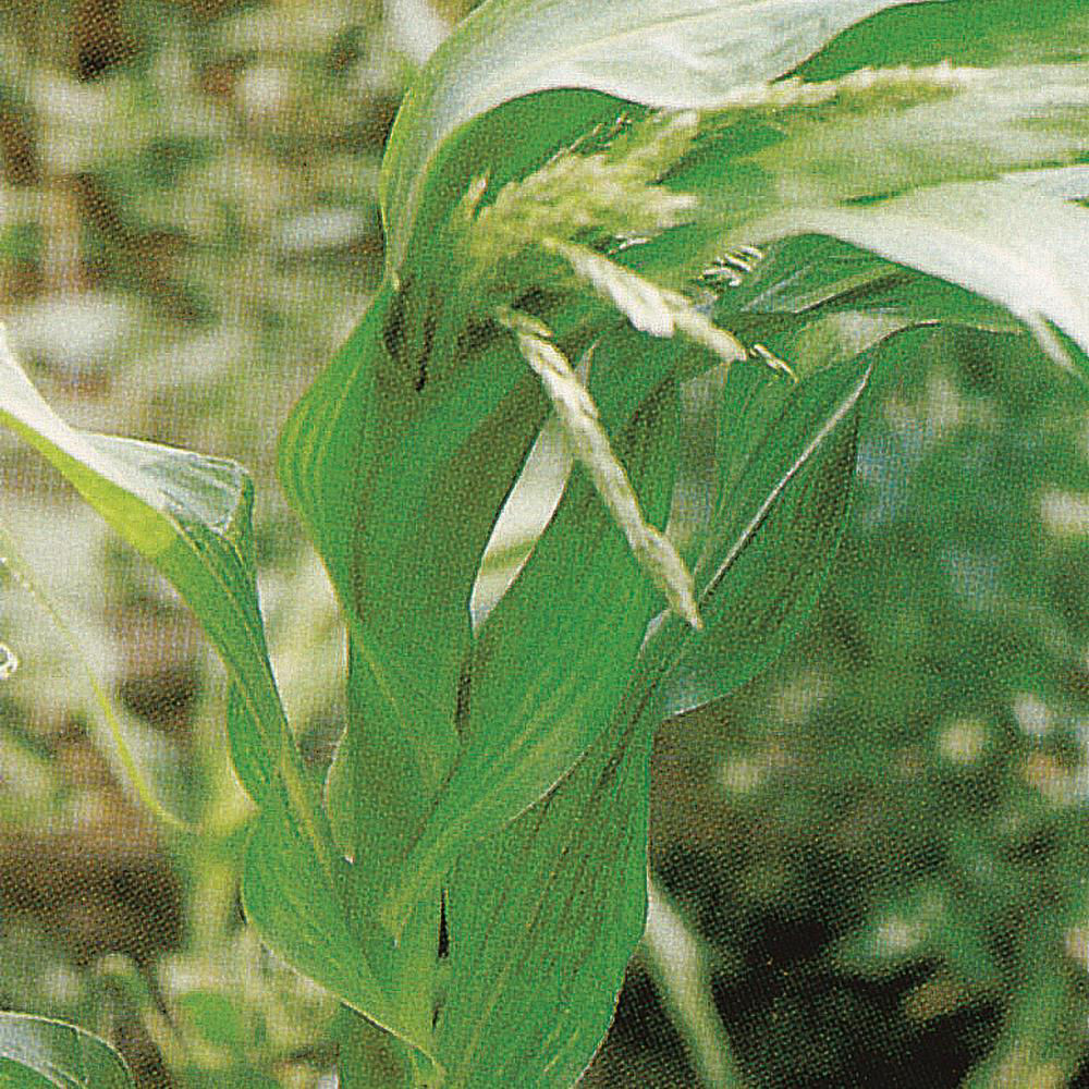 Maize Rough Dwarf Virus