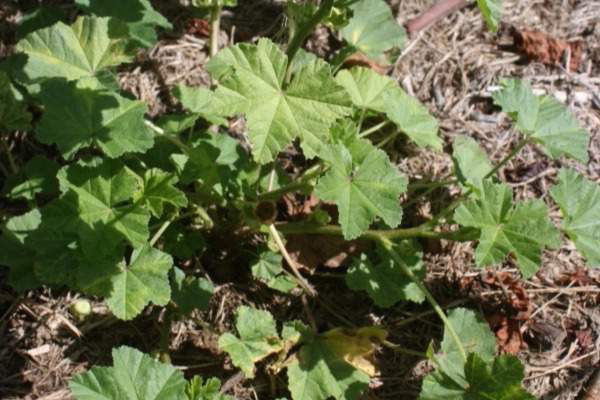 Mallow Large Flowered