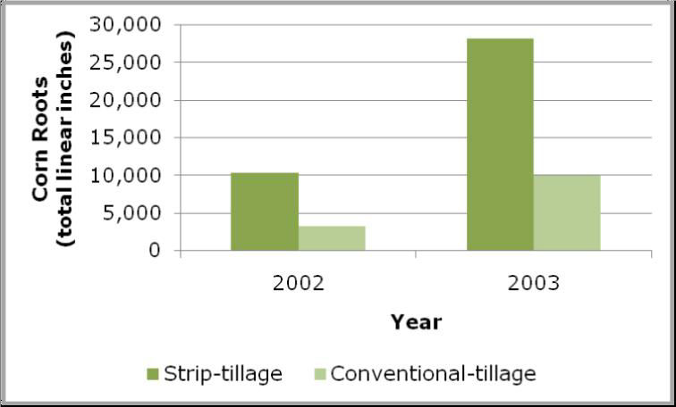 Figure 1. Root length of corn grown under strip- and conventional-till management during the dry spell of 2002 to 2003 in Kansas.2 