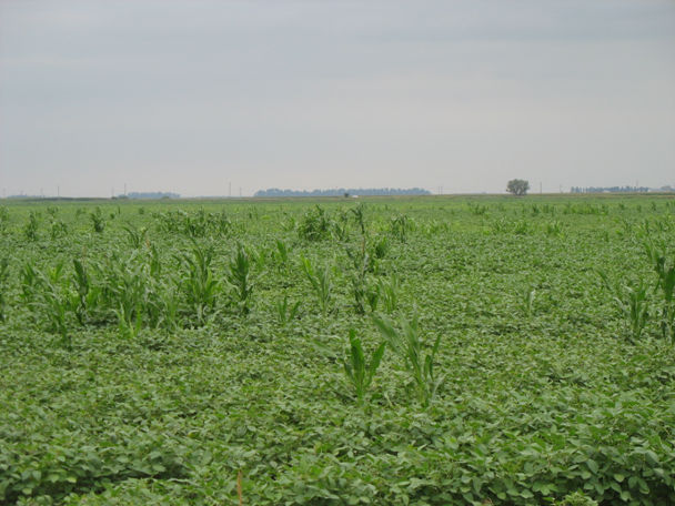 Managing Volunteer Corn in Soybean and Corn Fields