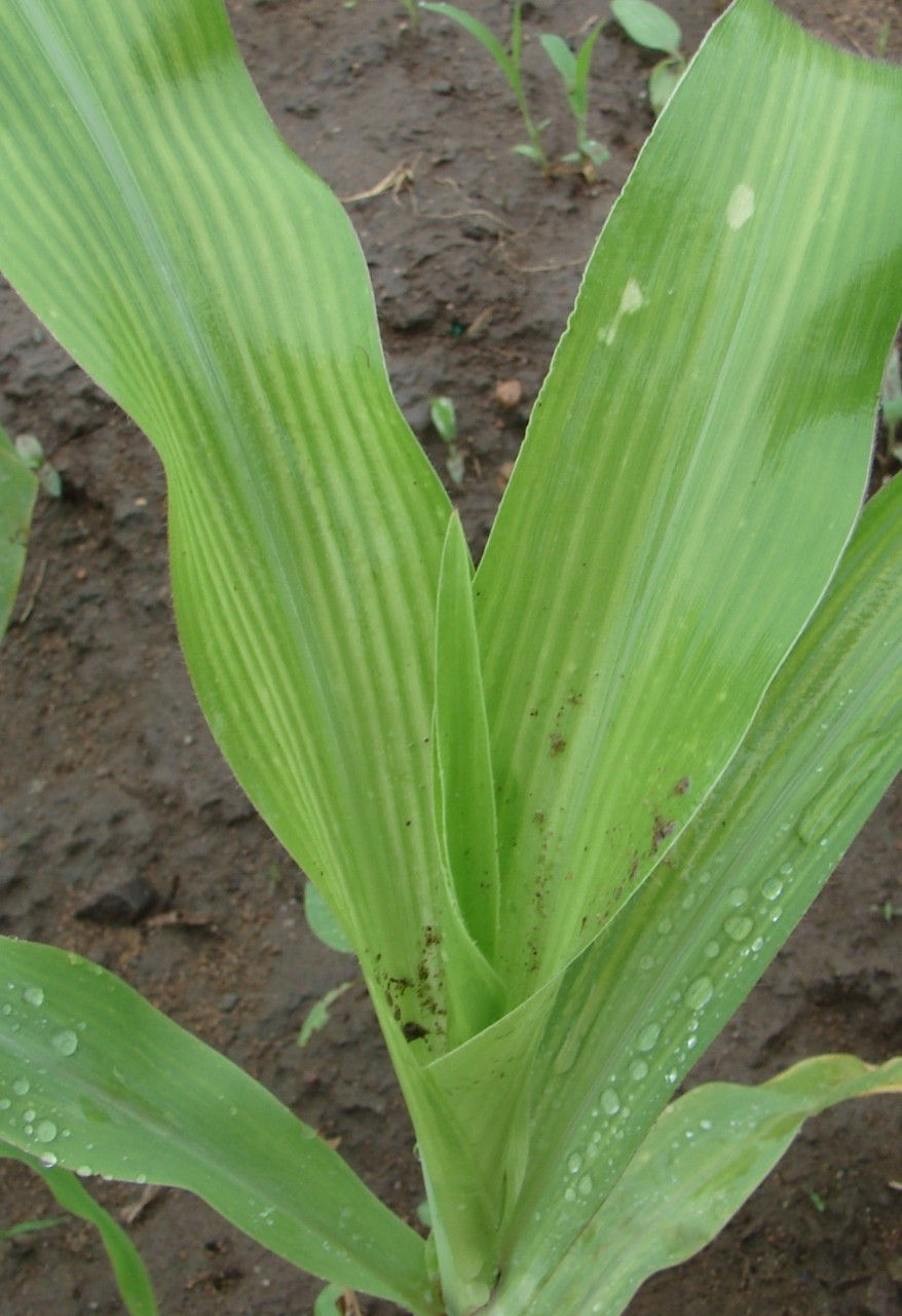 Symptoms of Manganese deficiency in corn