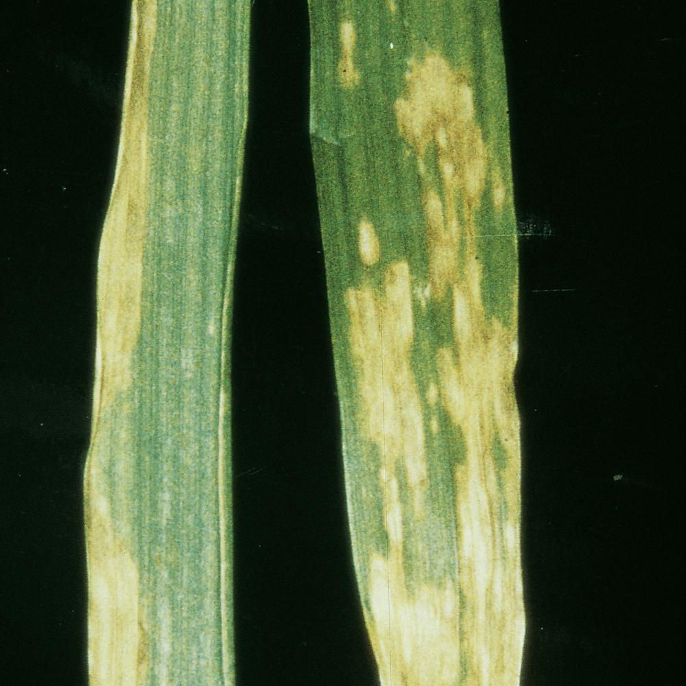 Manganese Deficiency