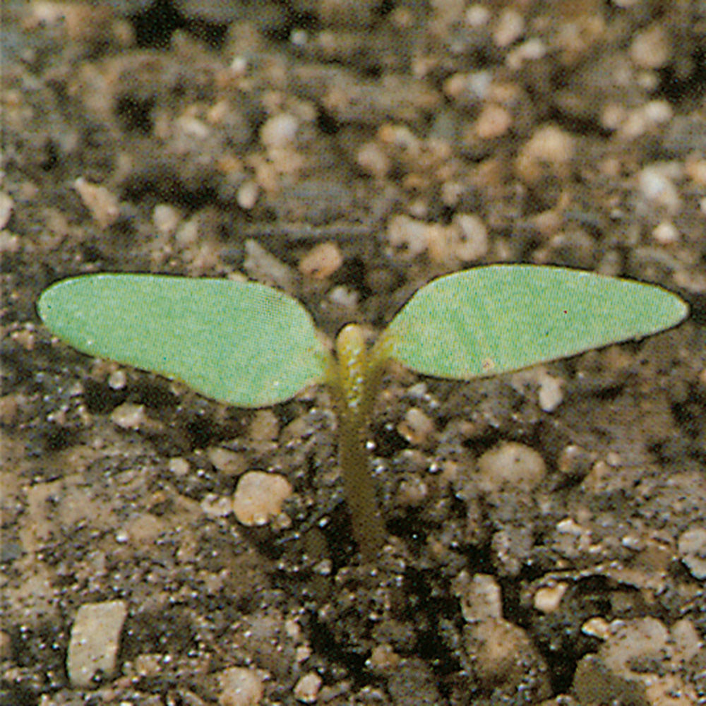 Many_Seeded_Goosefoot