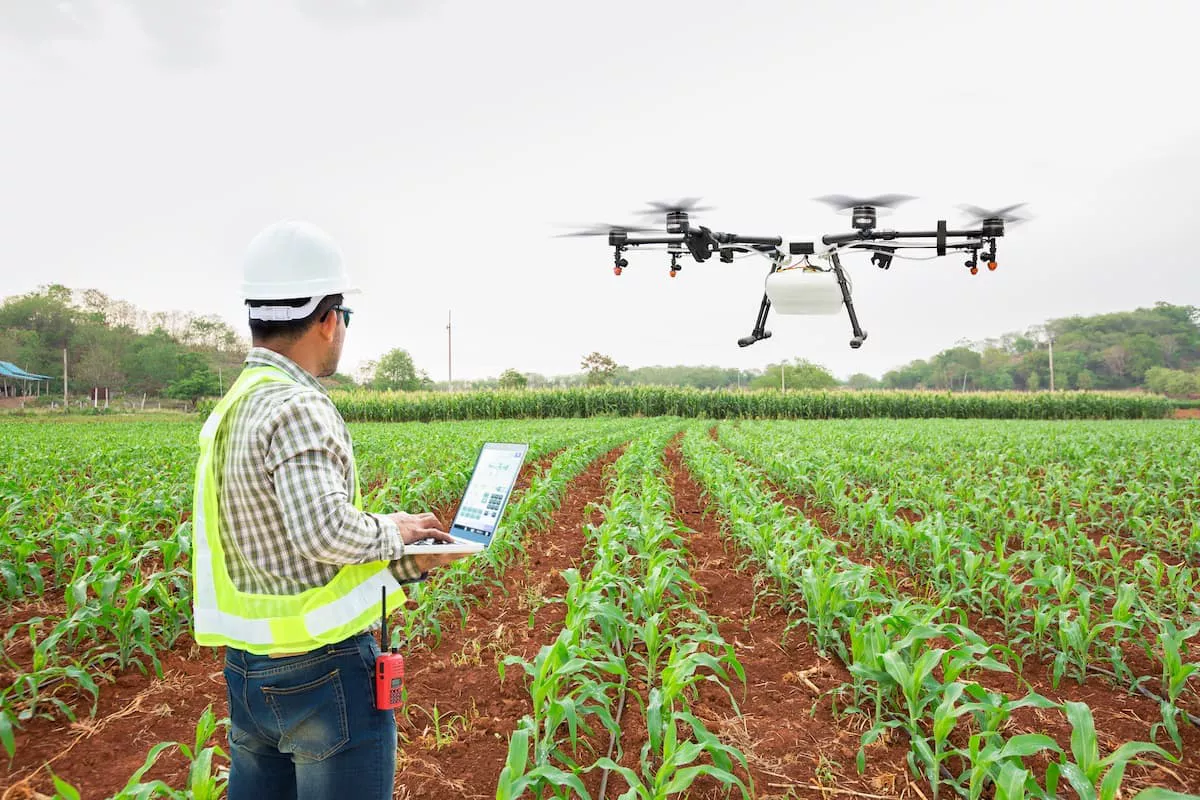 Uso do drone na lavoura do milho.