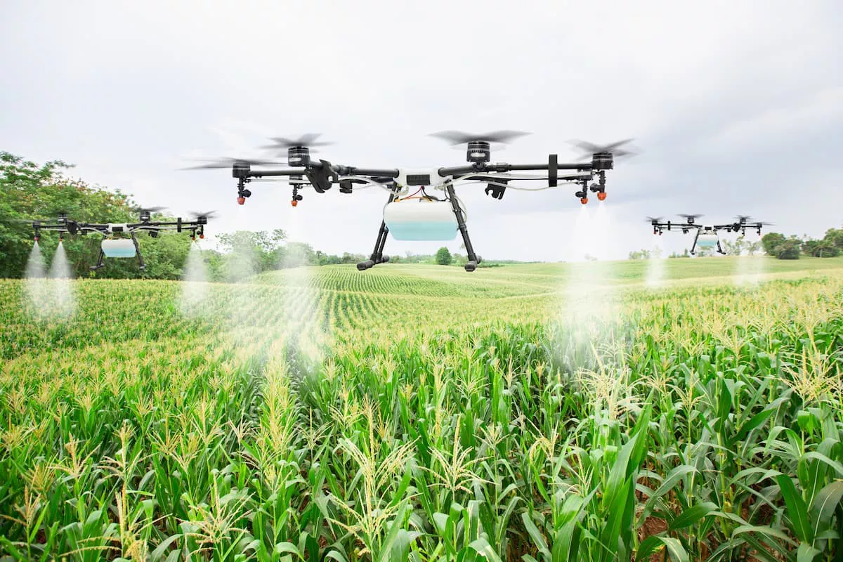 Drone pulverizando milho.