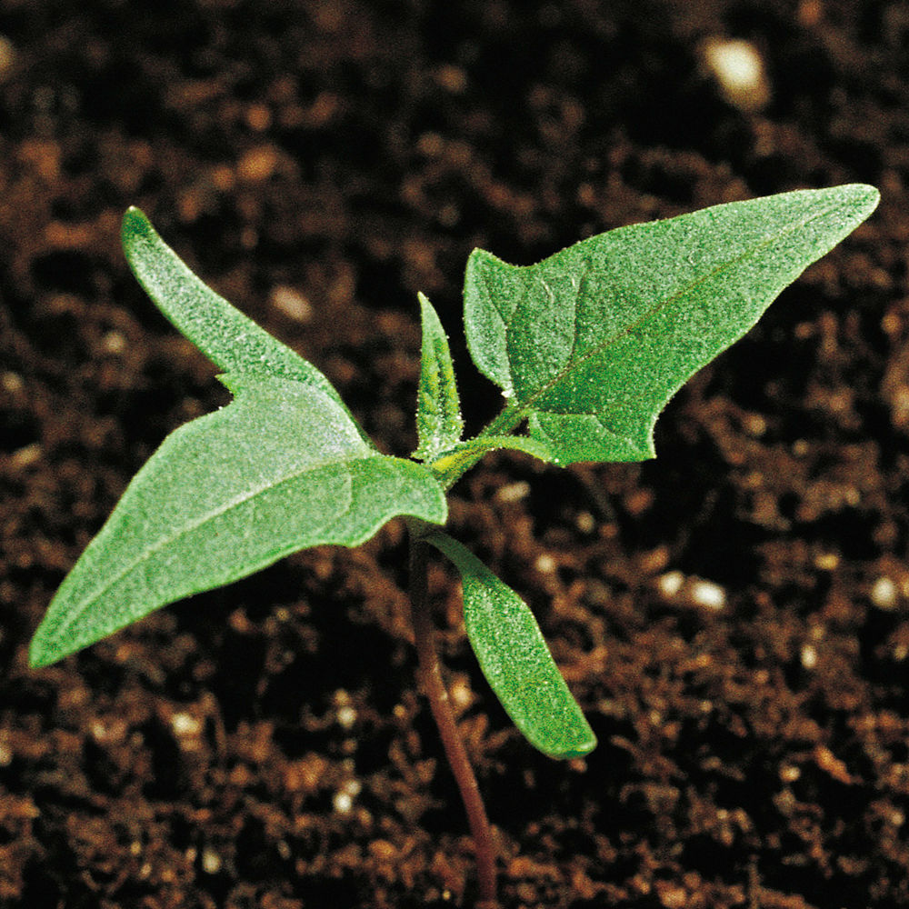 Maple_Leaved_Goosefoot