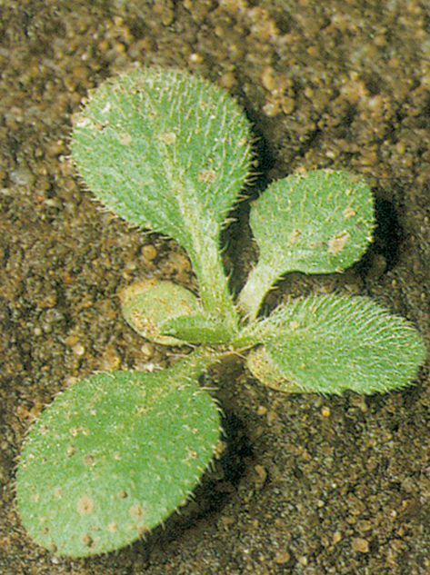 Marestail