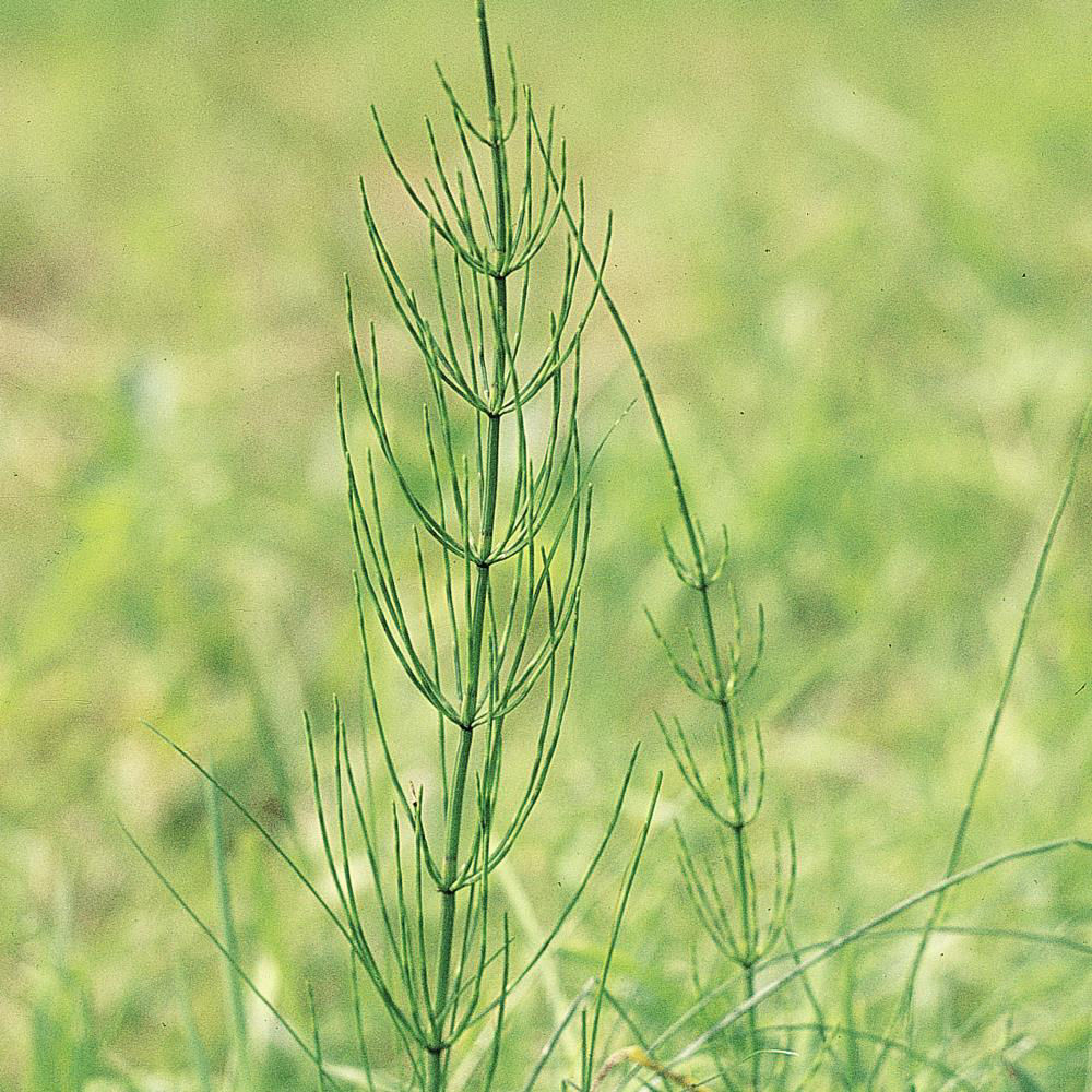 Marsh_Horsetail