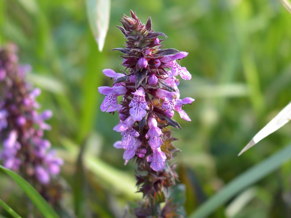 Marsh_Woundwort