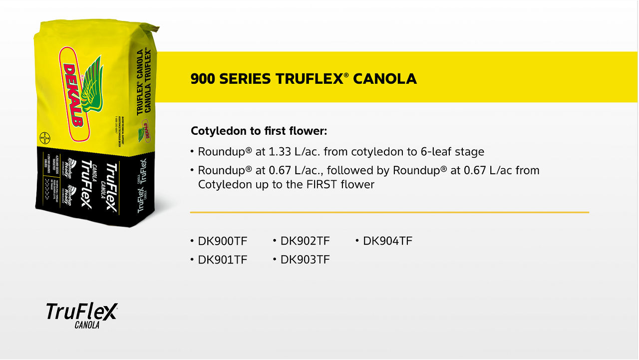 A graphic of yellow DEKALB seed bag is shown on the left, and the headline reads, "900 Series TruFlex Canola." The graphic outlines herbicide application options from cotyledon to first flower: apply Roundup at 1.33 L/ac from the cotyledon to 6-leaf stage, or apply Roundup at 0.67 L/ac followed by a second Roundup application at 0.67 L/ac from cotyledon up to first flower. Compatible canola hybrids listed are DK900TF, DK901TF, DK902TF, DK903TF, and DK904TF. The TruFlex Canola logo appears at the bottom left.