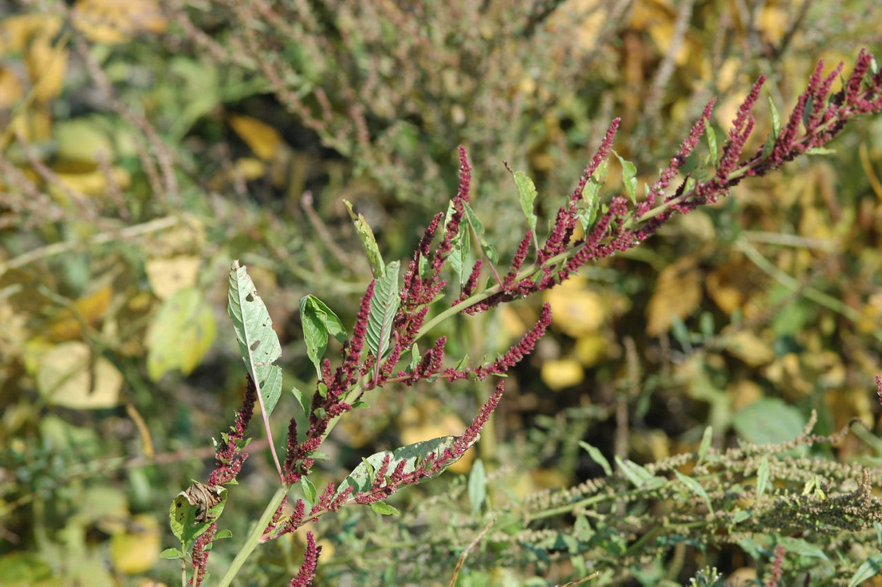 Female waterhemp heads can produce a million seeds.