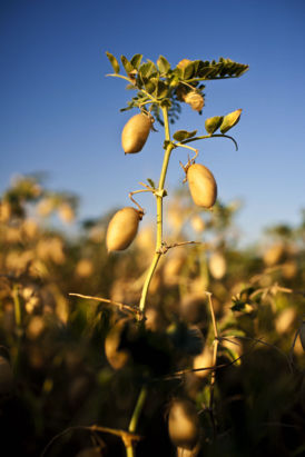 sorghum