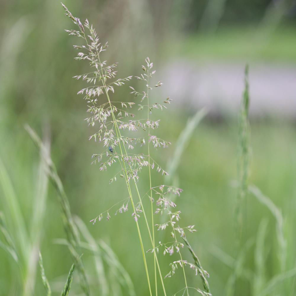 Meadow Grass