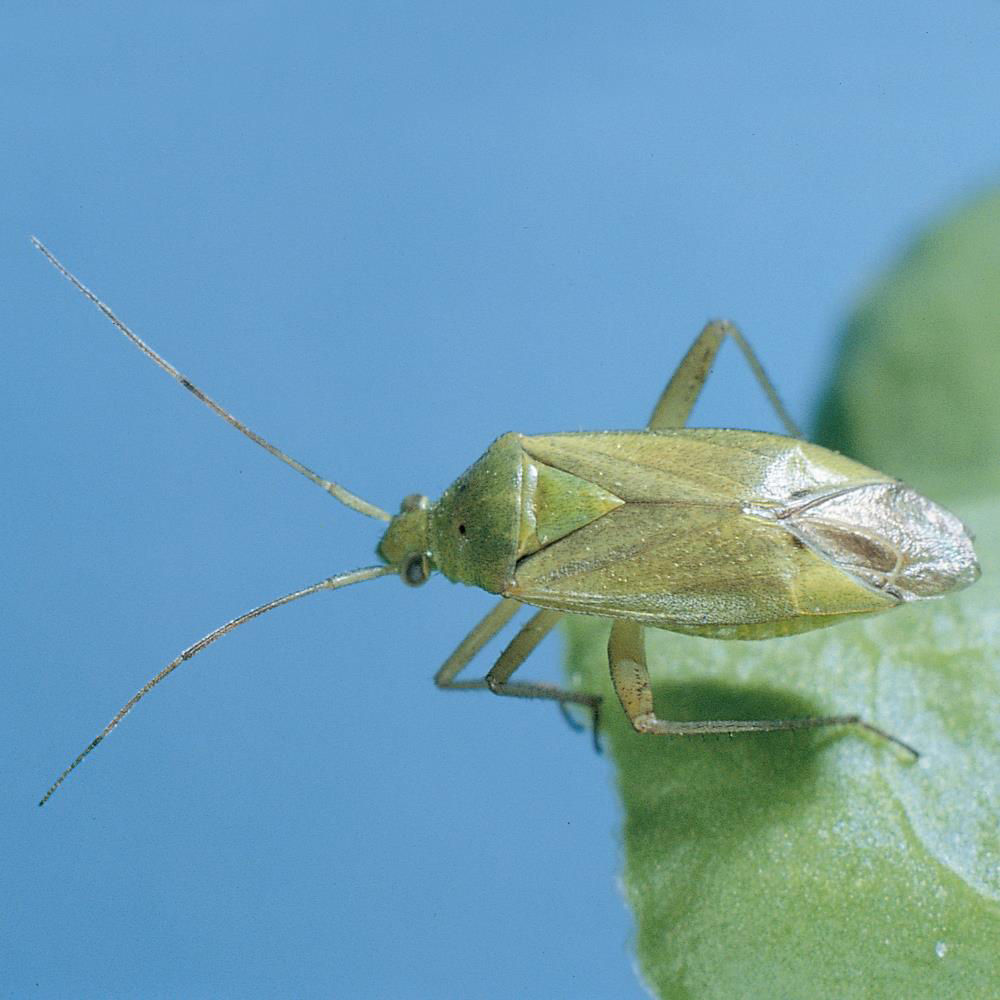 Meadow Plant Bug