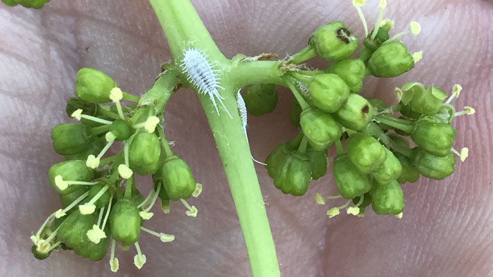 While there are native mealybugs, the above are considered sap sucking pests on a range of hosts including grapes, citrus, cotton, peanuts, mangoes, passionfruit, apples, pears and stone fruit.