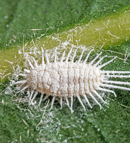 Being present in many Australian grape growing regions, longtailed mealybugs are generally not a major issue, but in certain circumstances can become a significant problem for vignerons.
