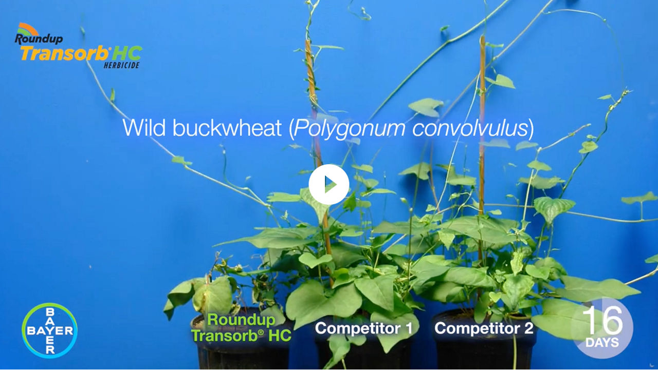 Video thumbnail showing Roundup Transorb HC on Wild Buckwheat vs. Competitors