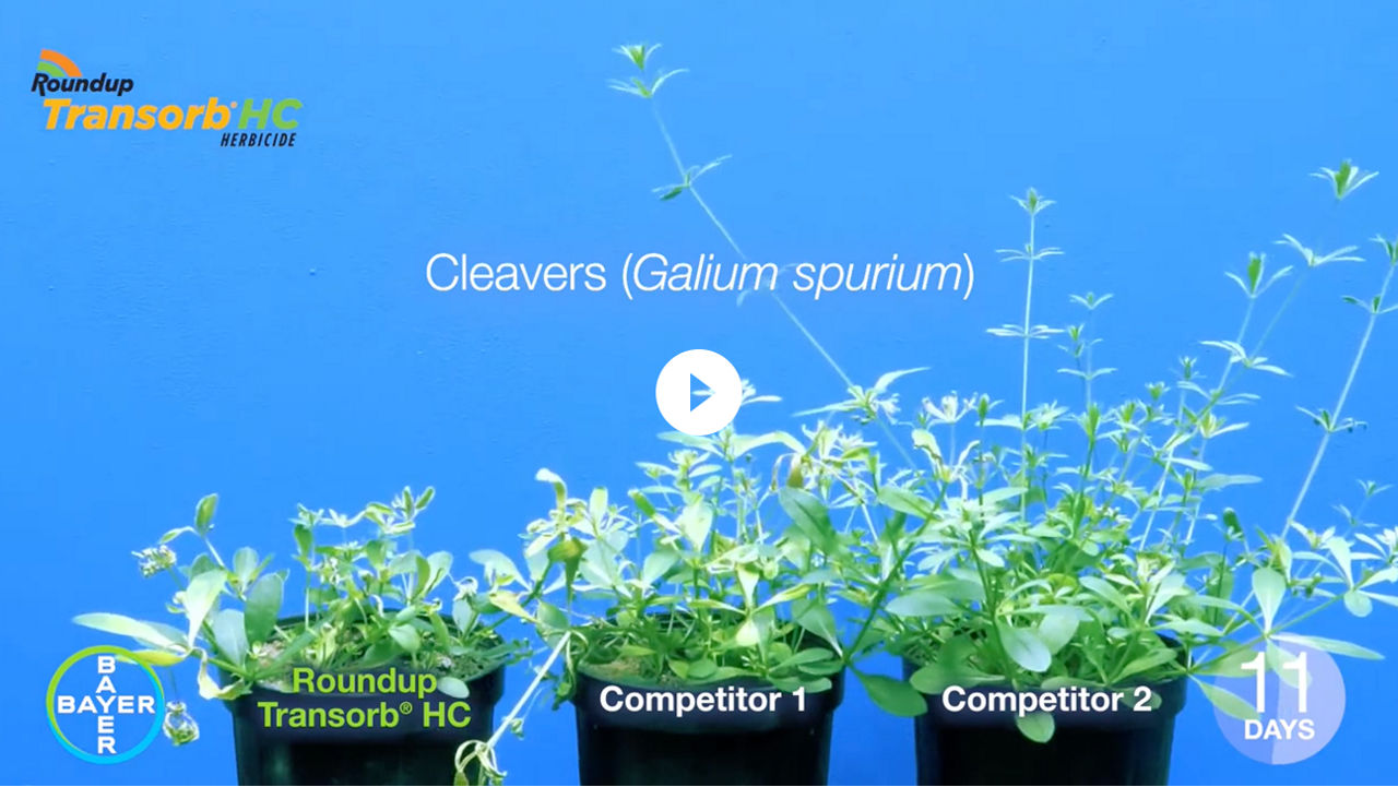 Video thumbnail showing Roundup Transorb HC on Cleavers vs. Competitors