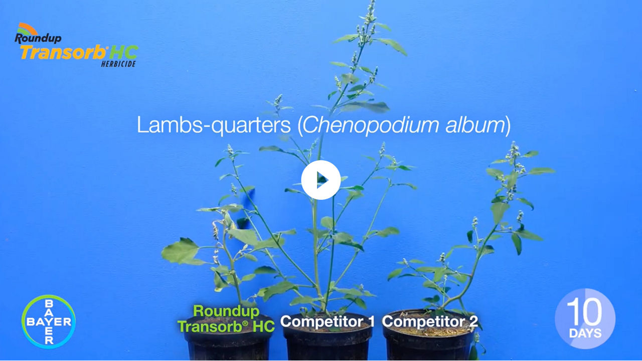 Video thumbnail showing Roundup Transorb HC on Lamb's-Quarters vs. Competitors