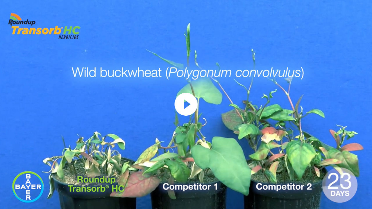 Video thumbnail showing Roundup Transorb HC on Wild Buckwheat vs. Competitors