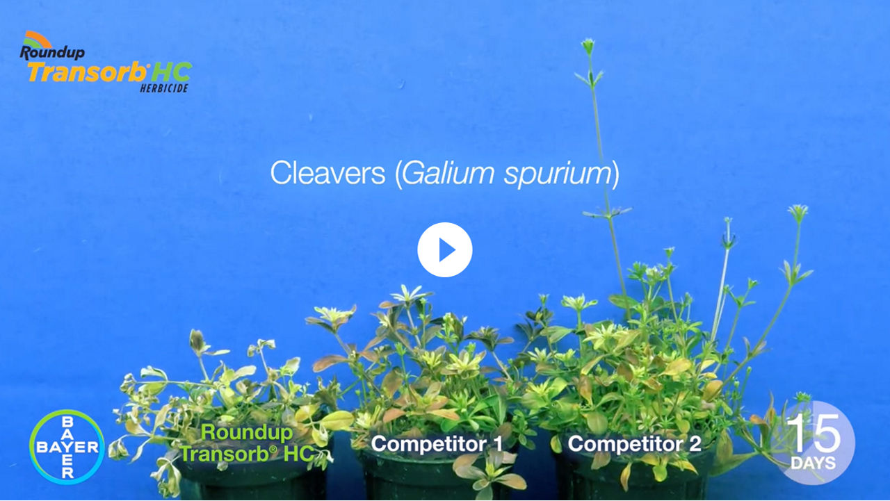 Video thumbnail showing Roundup Transorb HC on Cleavers vs. Competitors