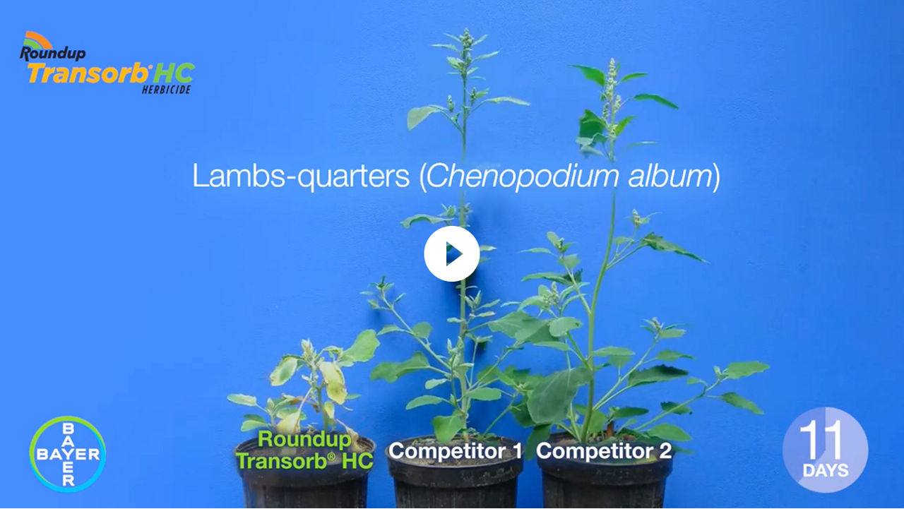 Video thumbnail showing Roundup Transorb HC on Lamb's-Quarters vs. Competitors
