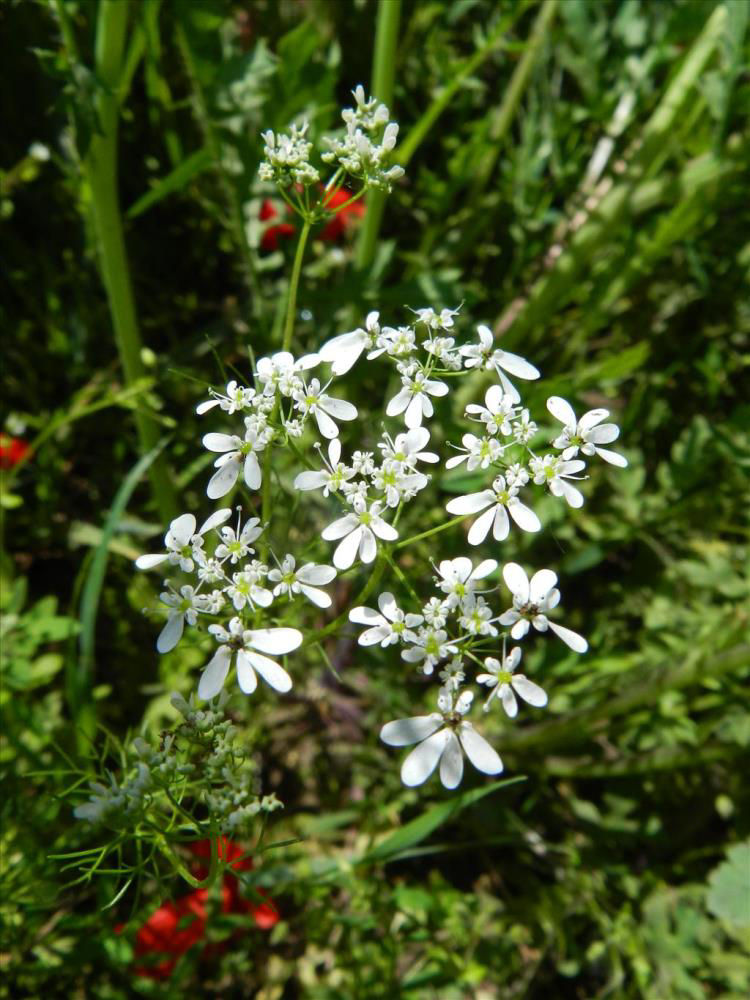 Mediterranean_Bifora