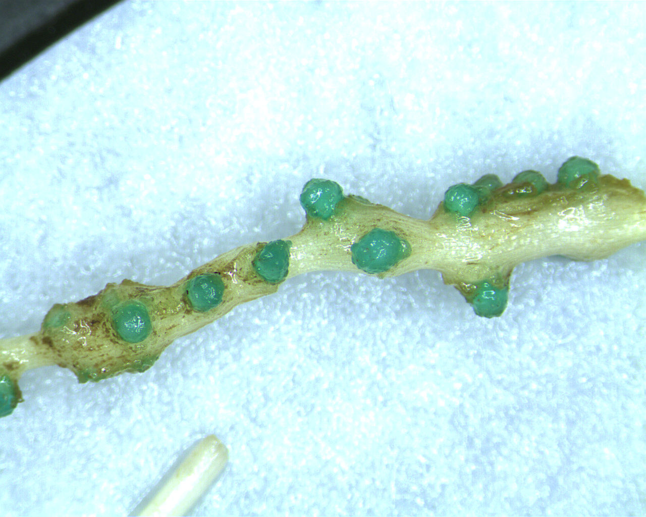 Meloidogyne arenaria