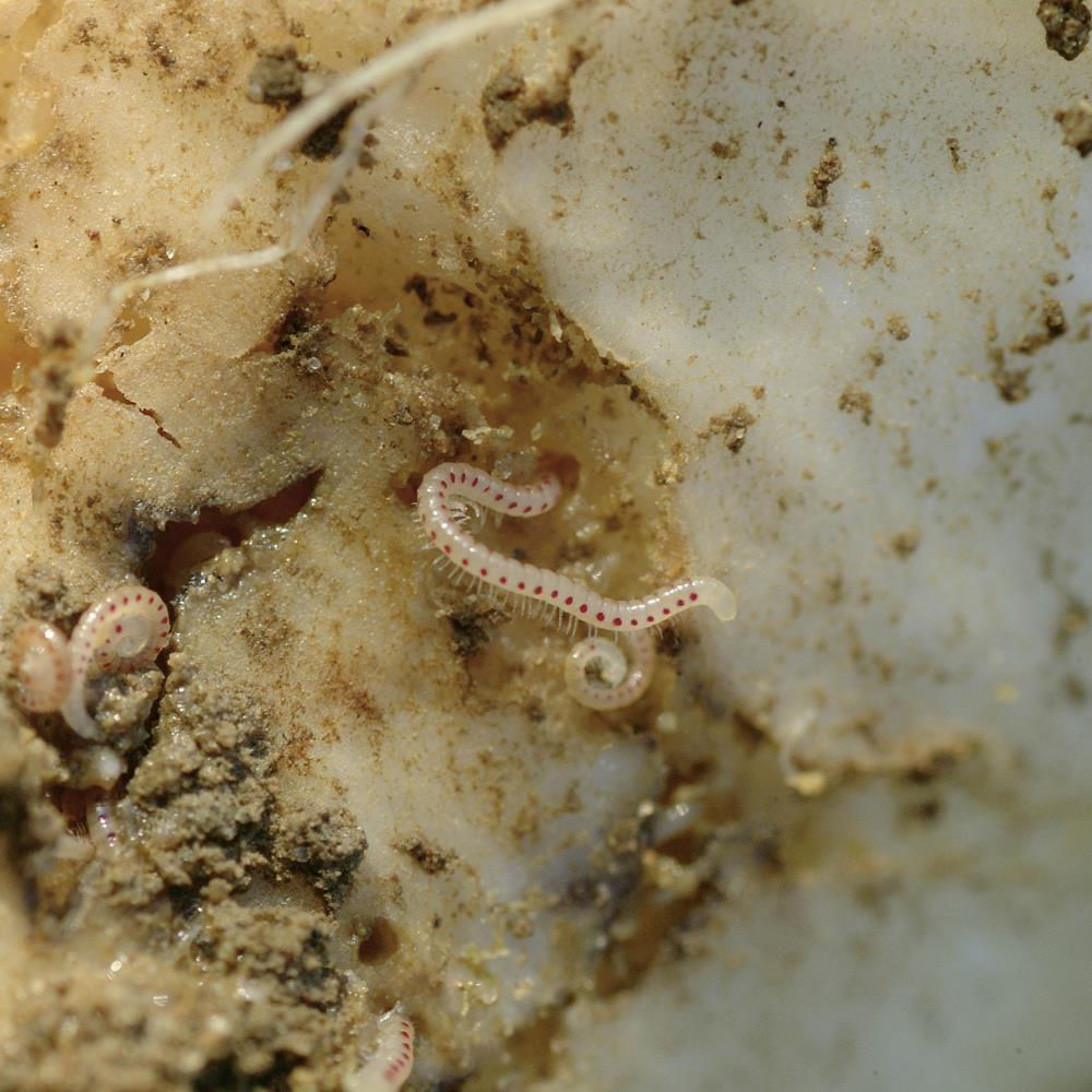 Millipedes And Root Millipedes