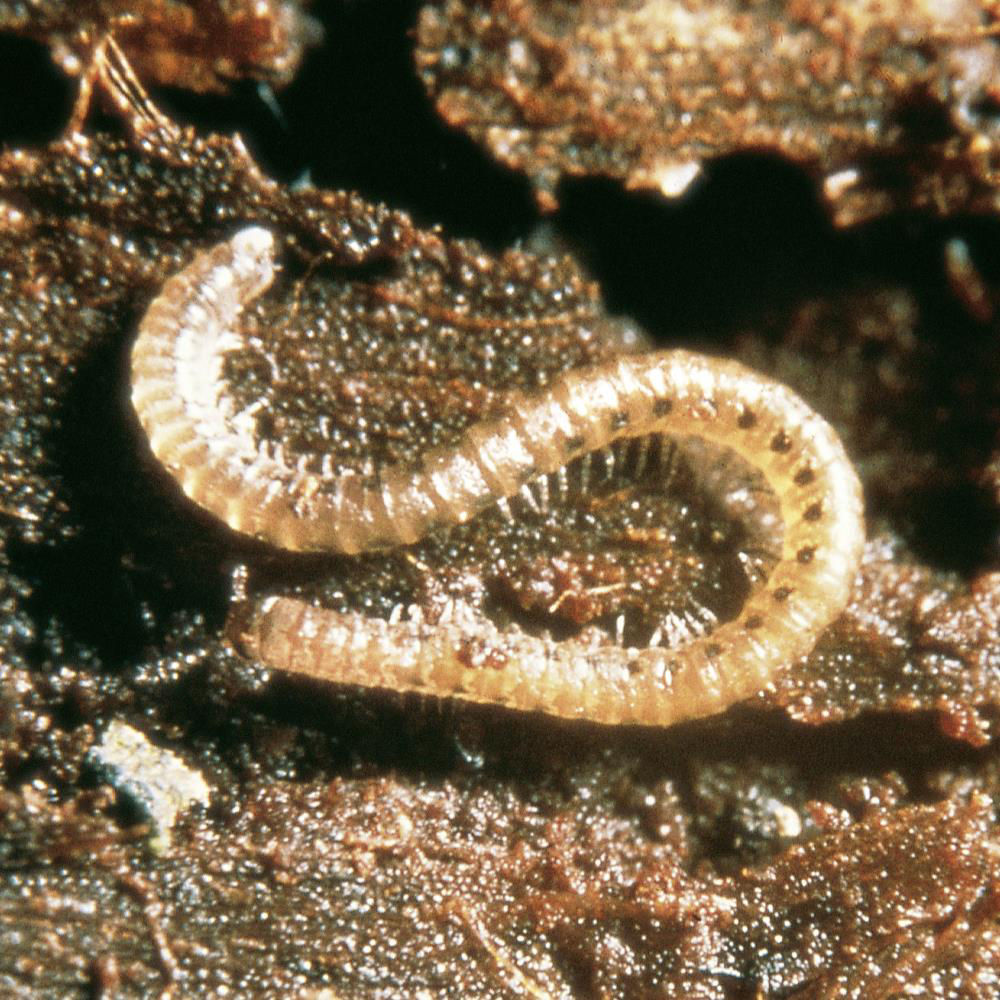 Millipedes