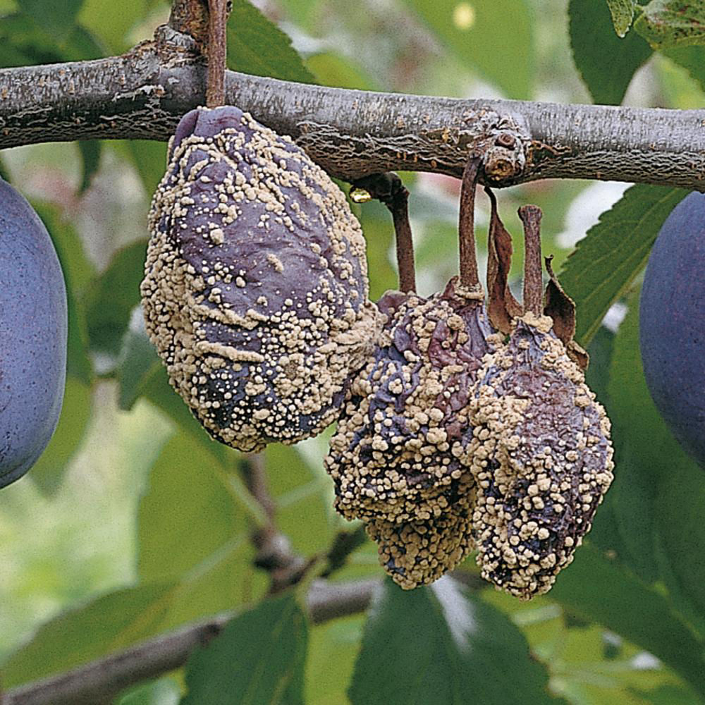 Monilinia Fruit Rot