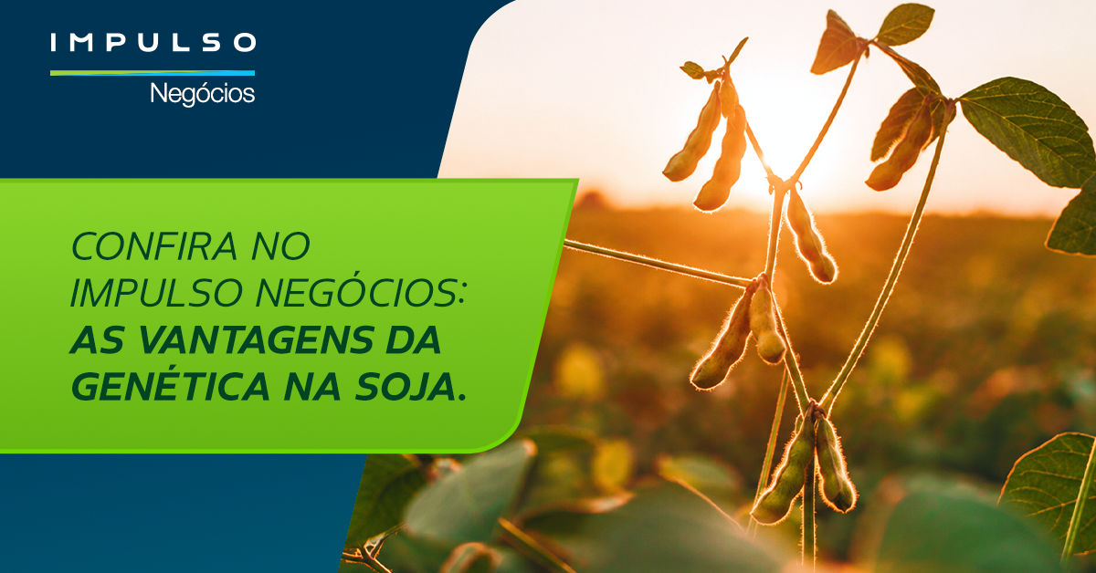 Soja: sanidade e alto potencial produtivo