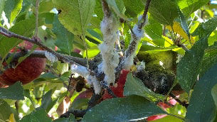 Movento Woolly Apple Aphid