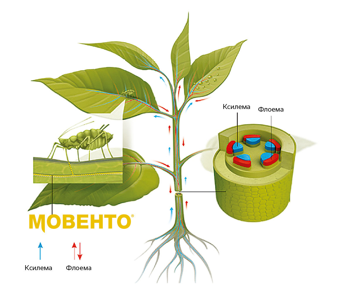 Movento_CP_PDP_image_1.jpg