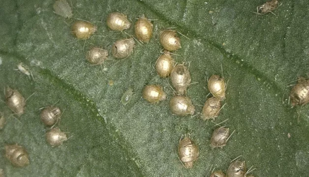 Mszyca brzoskwiniowa