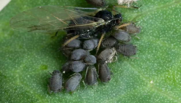 Mszyca trzmielinowo-burakowa