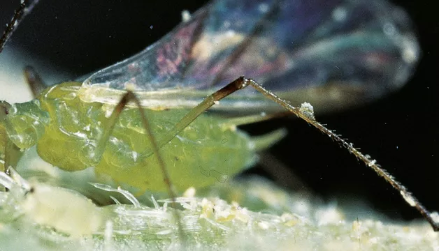 Mszyca ziemniaczana smugowa