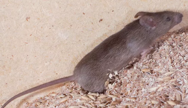 Mysz domowa