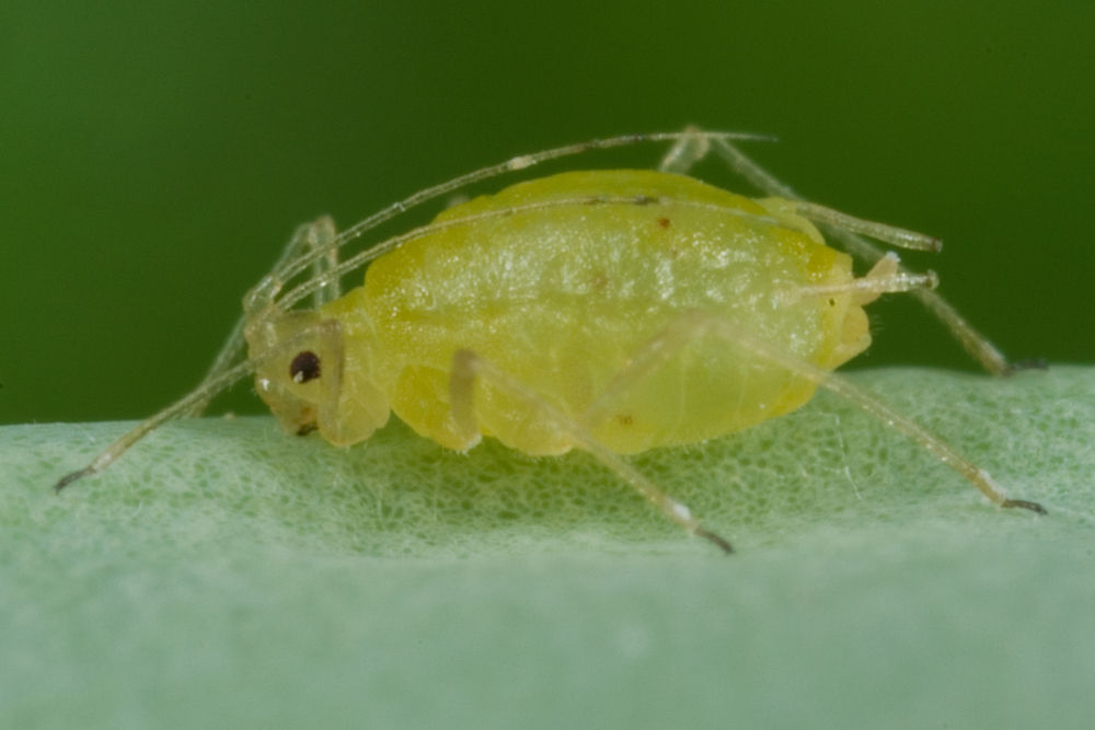 Close-up of a green peach aphid (Myzus persicae) on a plant leaf, showing the small, soft-bodied insect feeding on the surface.