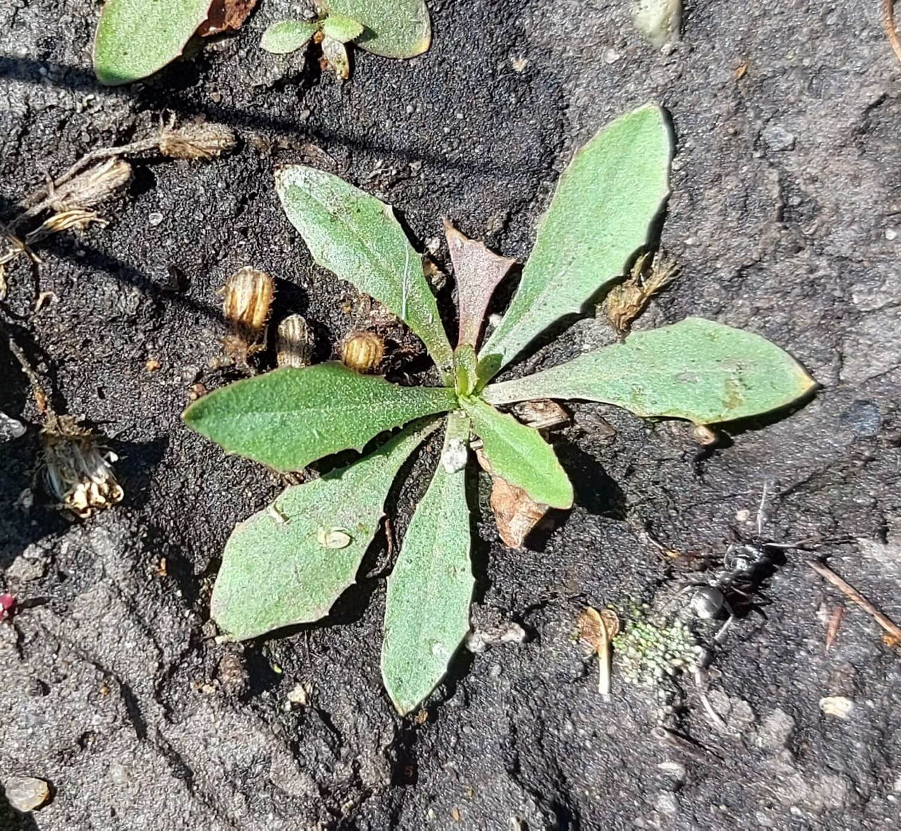 Narrow-leaved hawk’s-beard winter annual rosette