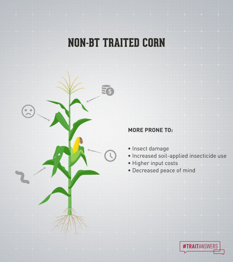 NON-BT TRAITED CORN