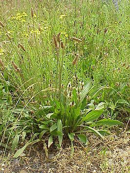 Narrow_Leaved_Plantain