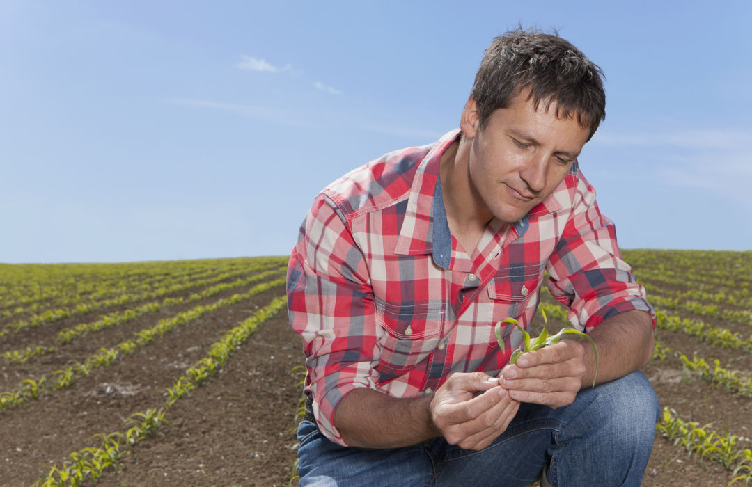 Farmer on a field