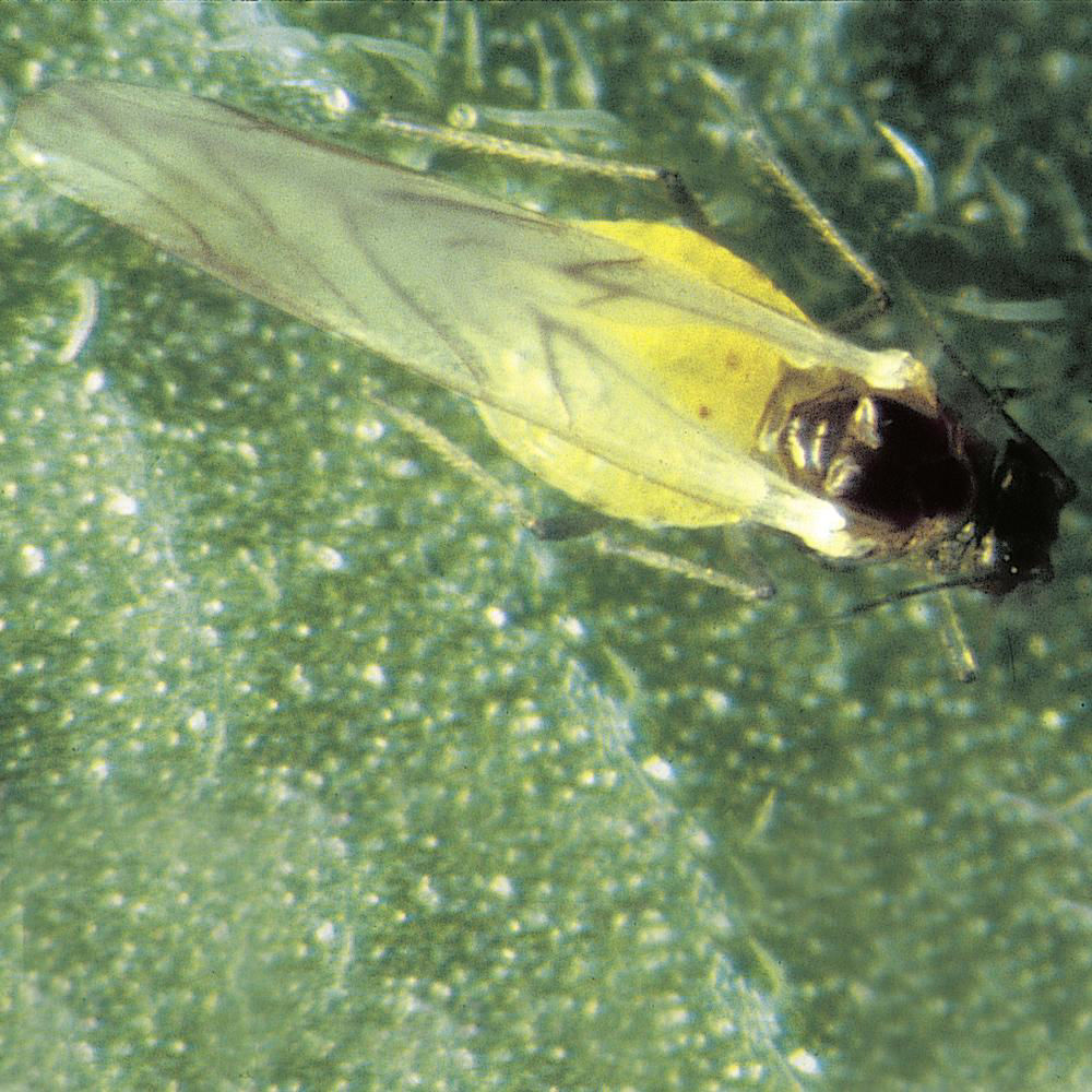 Nasturtium Aphid